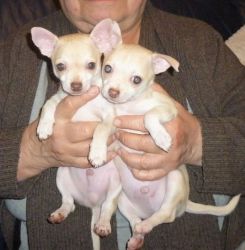 CHARMING CHIHUAHUA PUPPIES FOR SALE