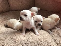 NICE CHIHUAHUA PUPPIES FOR SALE