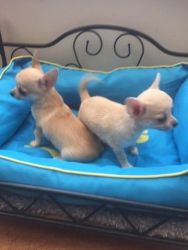 Beautiful Male Smooth Coat Chihuahua Puppies