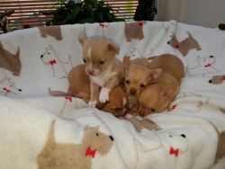 Chihuahua pups for adoption