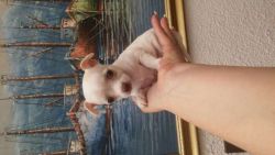 Chihuahua females and males very small available