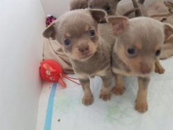 Absolutely Stunning Litter Of Blue Chihuahua Babie ready for sale