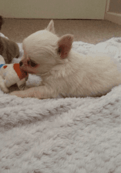 Stunning Long Coat Chihuahua Puppies