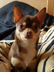NICE AND ADORABLE CHIHUAHUA PUPPIES FOR SALE