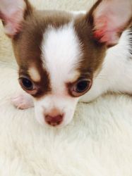 Beautiful Little Chihuahua Girl ready for sale