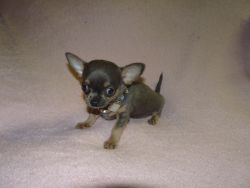 Micro Tiny Kc Reg Blue & Tan Chihuahua Boy Puppy