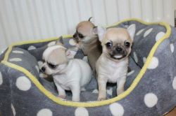 Three Chihuahua Pups Available Now