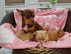 Friendly Chihuahua Puppies
