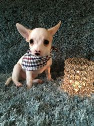tiny Chihuahua pups