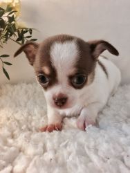Full Pedigree Stunning Baby Chihuahuas