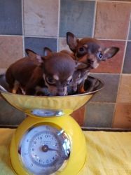 Absgv stunning chihuahua puppies for rehoming