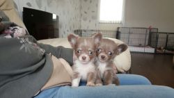 Gorgeous Chihuahua Puppies