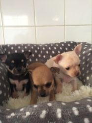 3 Adorable Chihuahua Puppies
