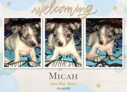 Micah RARE Blue Merle Male Chihuahua Blue Eyes Registered