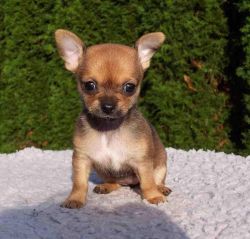 Gorgeous Chihuahua Pups