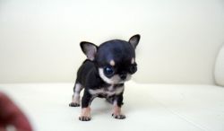Ready Gorgeous Chihuahua Puppies