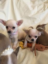 Pedigree Smooth Coat Chihuahua Puppies