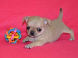 Chihuahua puppies cute and adorable males and female
