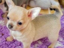 Female Chihuahua Pups