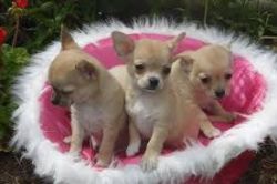 lovely and playful Chihuahua Puppies
