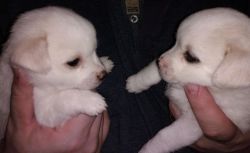 Chihuahua Cross Pekingese Puppies Mixed Breed both Male and Female