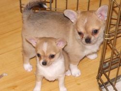 Chihuahua Pups Ready Now
