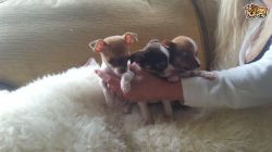 Chihuahua Puppies Full Pedigree