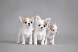Hereditary Health And Genetic Diversity Within The Chihuahua Dog Breed