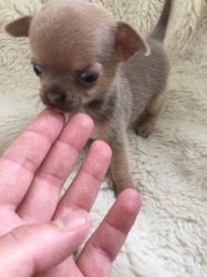 Outstanding Tiny Tiny Lilac Fawn Chihuahua Boy