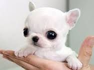 Adorable Chihuahua Puppies