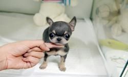 Chihuahua puppy in need of a home