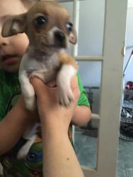 Chihuahua Puppies for New Home.