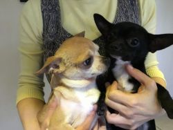 Two Chihuahua Proven Studs