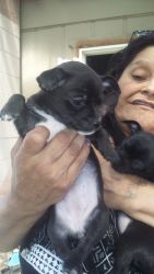 9 weekold Chihuahua Puppy