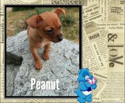 Sweetest 8wk Purebred Chihuahua