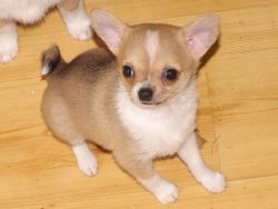 CHARMING Chihuahua Puppies for New Home