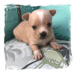 Premium Chihuahua Puppies for Sale