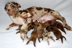 Kennel Club Registered Longcoat Chihuahua Puppies