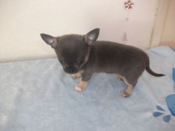 T-Cup Chihuahua Chocolate Parti Colour Male