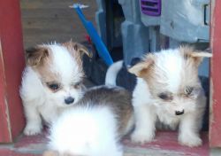 Tiny malchi puppies in Minor Hill, TN