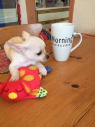 Smalll Adorable Smooth Tea Cup Chihuahua Puppies