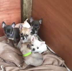 male and female Chihuahua Puppies for sale