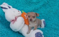 Charming Teacup Chihuahua Puppies Available (xxx) xxx-xxx0
