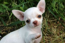Chihuahua puppies for sale both male and female.
