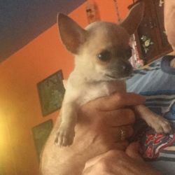 Healthy & Loving Chihuahua Puppies Now