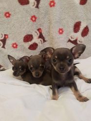 Ready Now Chihuahua Puppies For Sale