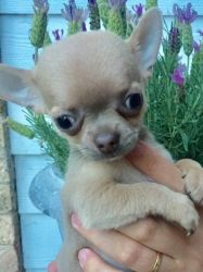 Ready Now- Tiny Little Lilac Fawn Chihuahua Boy