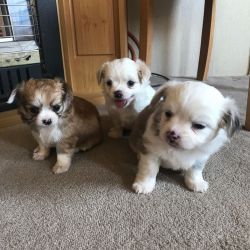3 Gorgeous Long-haired Chihuahua's