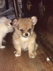 Registered Longcoat Chihuahua Puppies