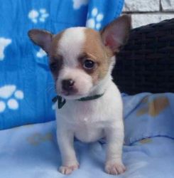 Beutifull Chihuahua Puppies for Rehoming (xxx) xxx-xxx0